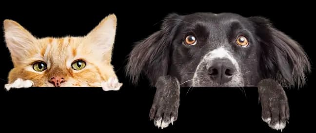Pets