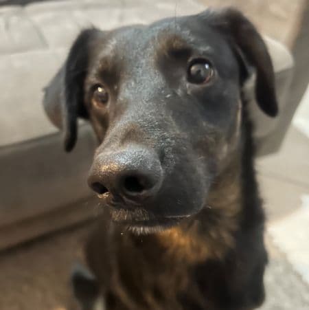 Foto de Sirius Black