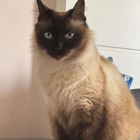 Foto de Gato Siamês Peludo