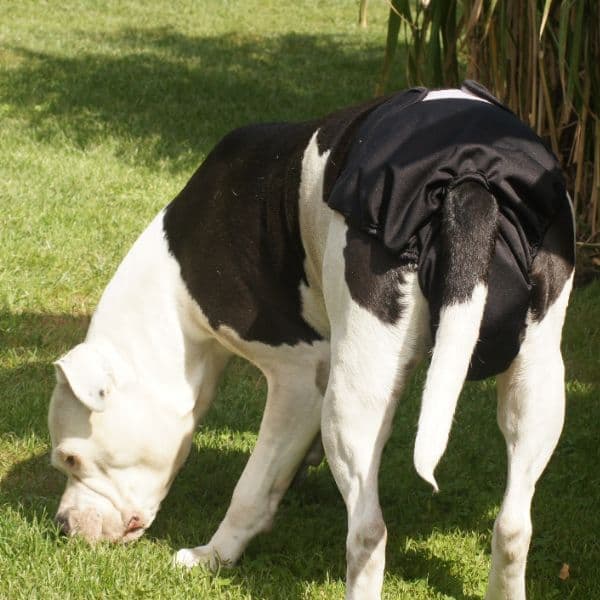 Cadela no cio: saiba tudo sobre esse período, quando acontece e quais cuidados são necessários