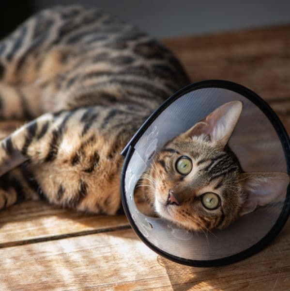 Castração em Cães e Gatos: Entenda os Benefícios e a Importância para a Saúde do Seu Pet