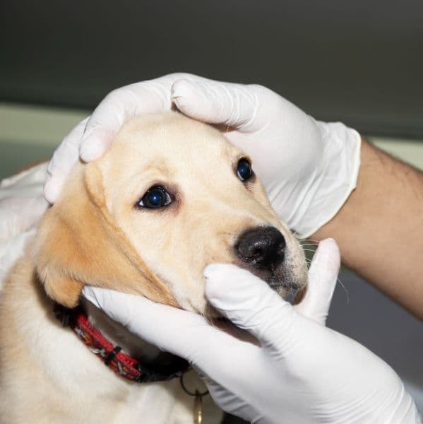 Cinomose Canina: o que é, sintomas, tratamento e como proteger seu cachorro