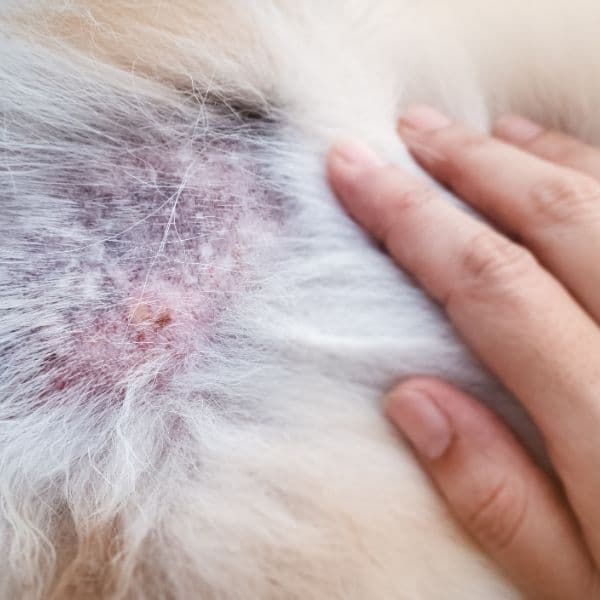 Dermatite Alérgica em Cães e Gatos: Como Identificar, Tratar e Prevenir o Problema de Pele Mais Comum em Pets