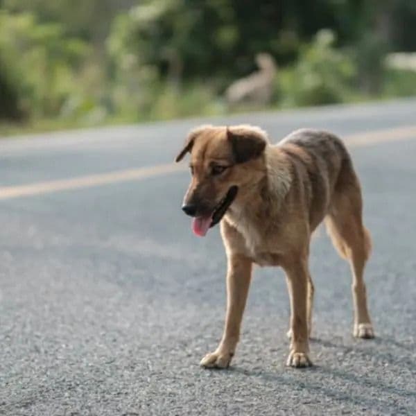 Encontrou um Cão Perdido? Veja Como Ajudar e Encontrar o Dono!