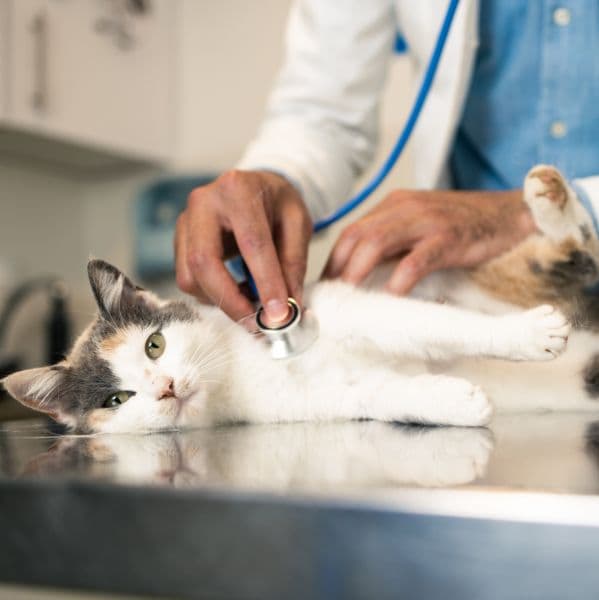 FIV e FeLV: Diagnóstico e Prevenção para Proteger seu Gato
