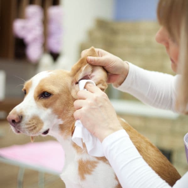 Otite em cães e gatos: o que é, sintomas, tratamento e como evitar