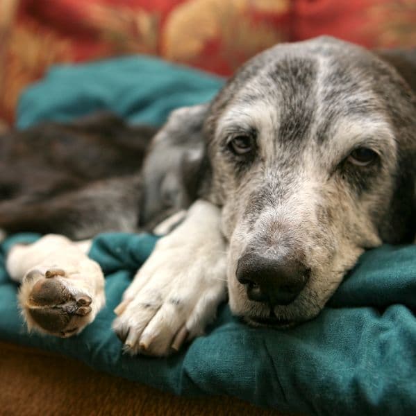 Parvovirose em Cães: Sintomas, Diagnóstico e Como Proteger Seu Melhor Amigo