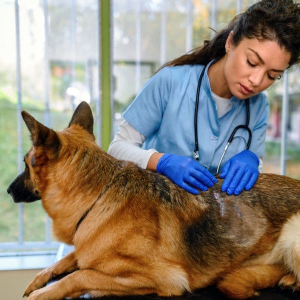 Pele saudável em cães e gatos: cuidados essenciais e o que fazer em casos de doenças de pele