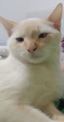 Foto de Branquinha